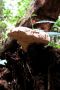 Amazonas06 - 088